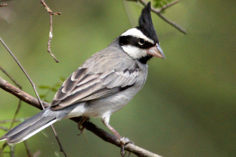 Policía Ambiental rescató 396 aves que se transportaban a Buenos Aires