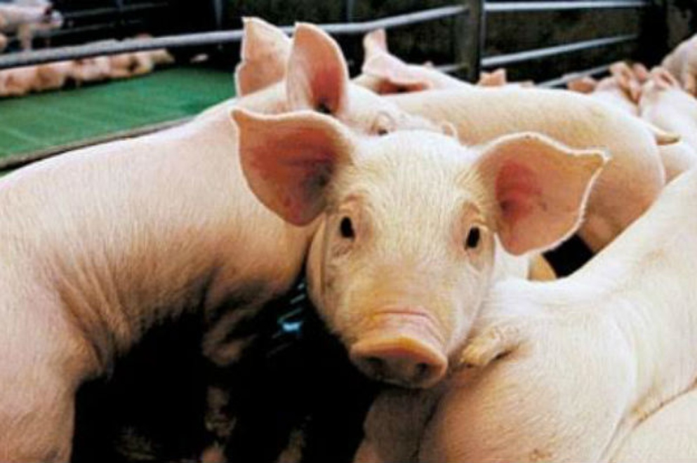Se notificaron tres casos de triquinosis en la provincia