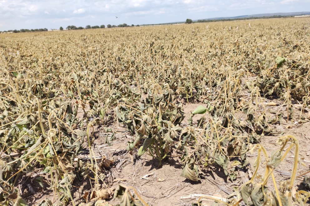 El Gobierno prorrogó la emergencia y/o desastre agropecuario