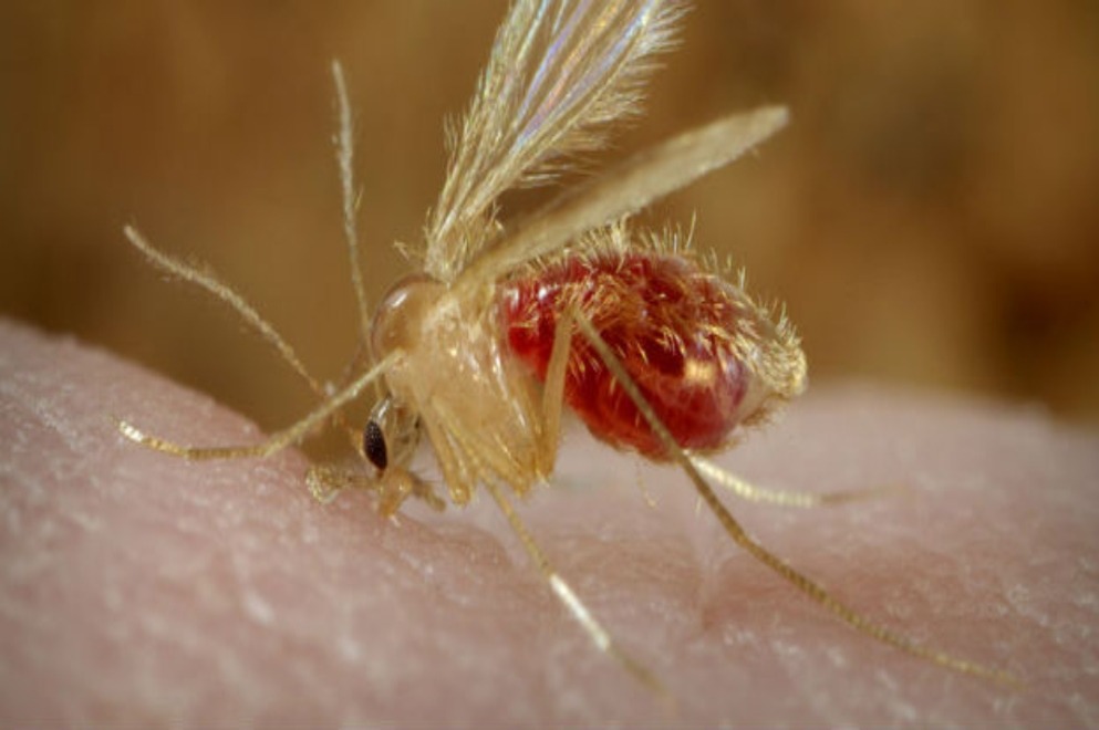 Salud: cómo prevenir la leishmaniasis visceral