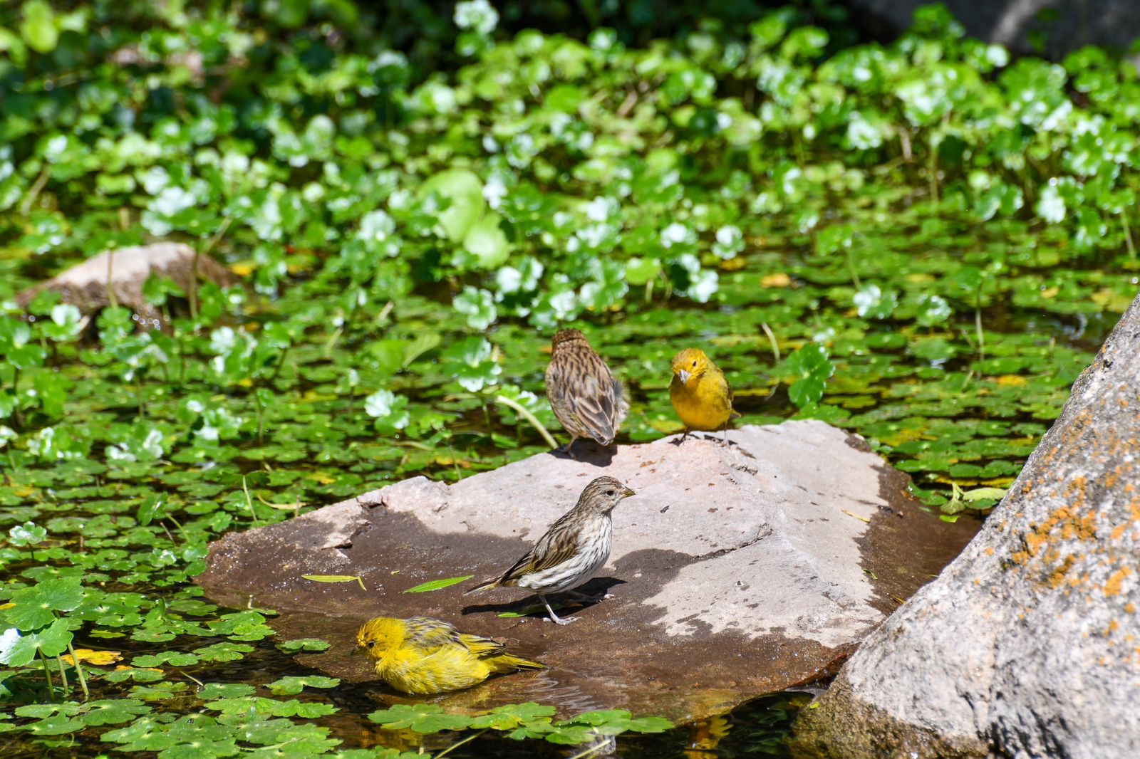Regresaron a su hábitat 49 aves recuperadas del cautiverio