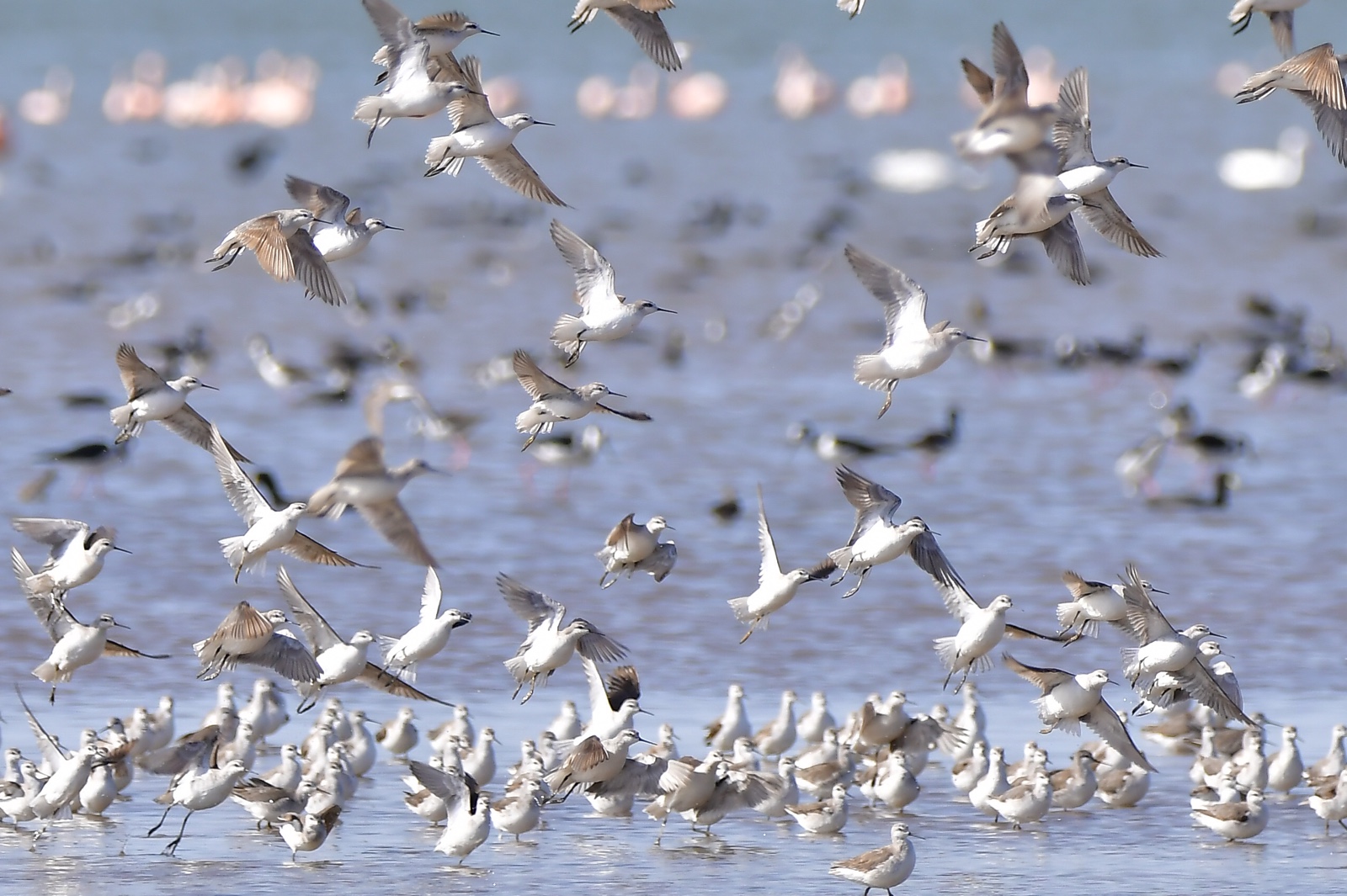 Día Mundial de las Aves: ¿Qué hacemos en la provincia de Córdoba para protegerlas?