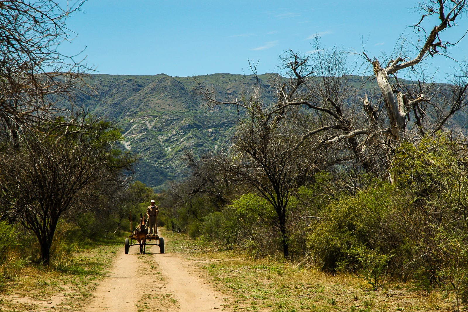 Pago por Servicios Ambientales: convocatoria para propietarios de tierras con bosque nativo