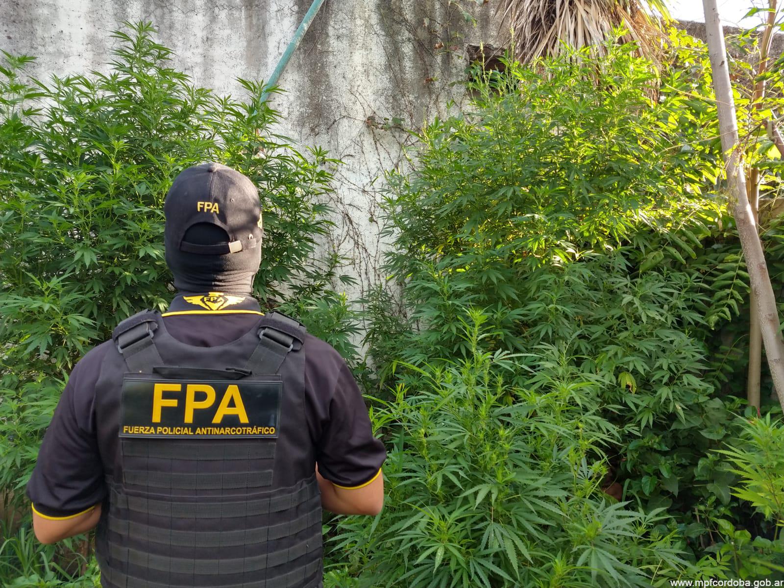FPA DESMANTELÓ UNA PLANTACIÓN DE MARIHUANA Y CERRÓ UN PUNTO DE VENTA EN MINA CLAVERO