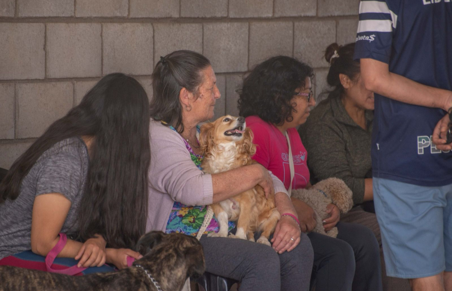Castraciones en Jesús María: un esfuerzo continuo para controlar la población animal
