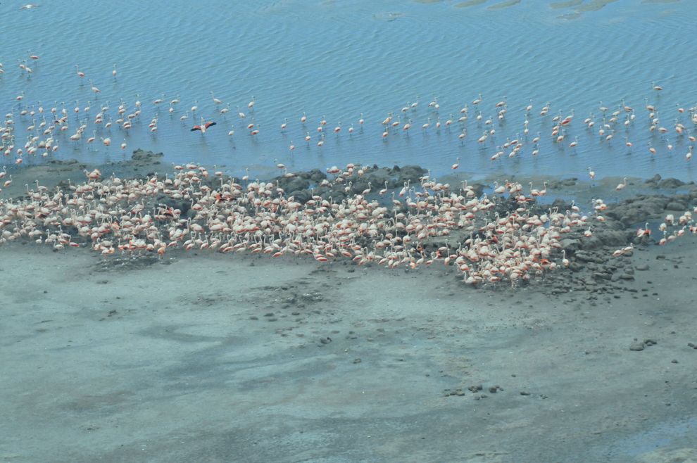 Ansenuza: Contando aves desde la tierra y el cielo