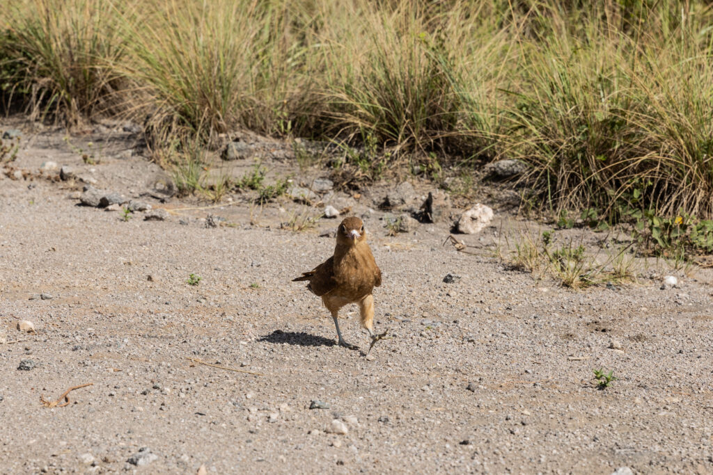 Policía Ambiental liberó un yaguarundí y más de 70 aves en el norte de la provincia