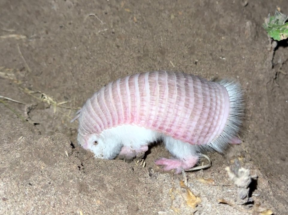 Cómo es el "hada rosa", la especie protegida que volvió a habitar Mendoza