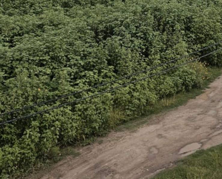 Reclamo vecinal por un baldío abandonado
