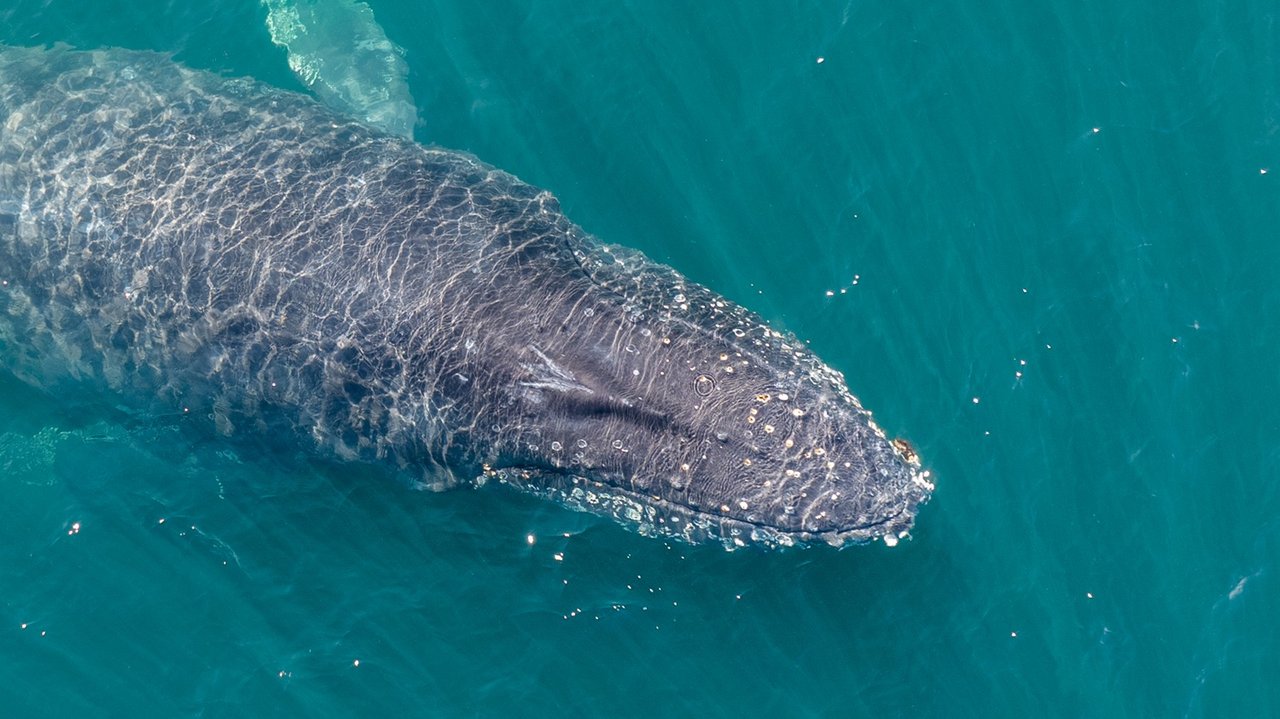 Un rastreo satelital revela una ruta inédita de las ballenas jorobadas en Chubut