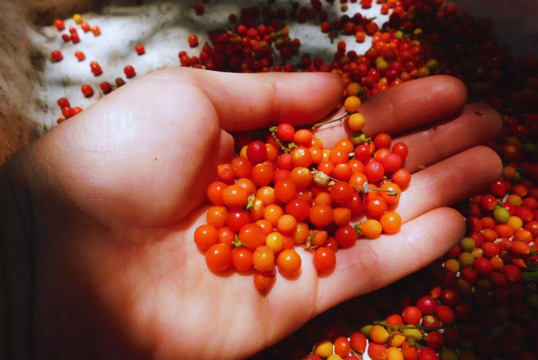 Buscan mejorar la multiplicación de plantas nativas para restaurar ambientes del Río de la Plata