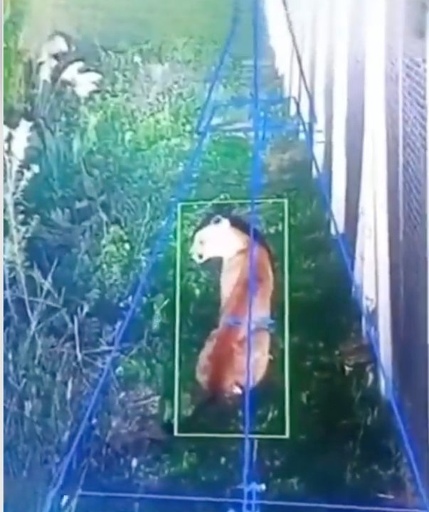 Un puma suelto causa temor en un barrio privado