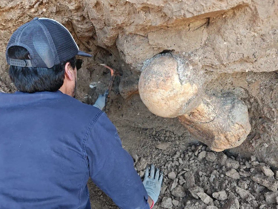 Hallan el fémur de un perezoso gigante en Santa Clara del Mar