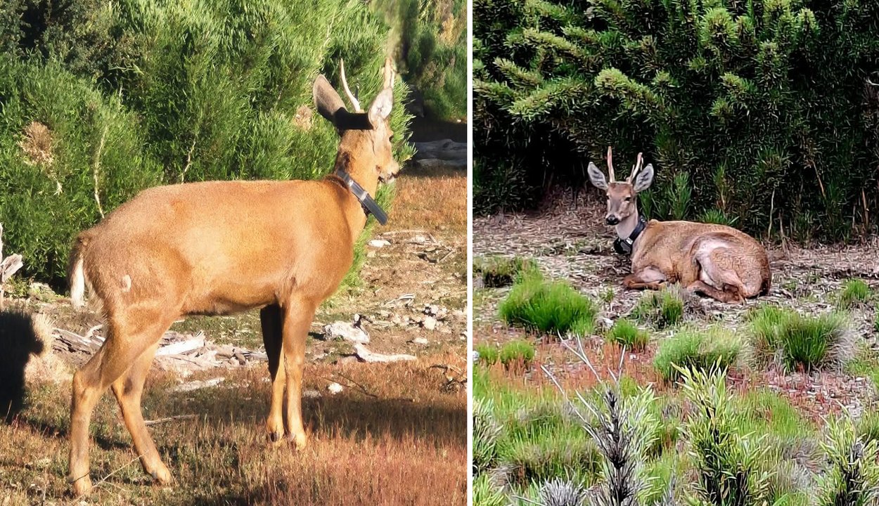 Continúa el monitoreo del huemul "Newenche" en el Parque Nacional Lanín