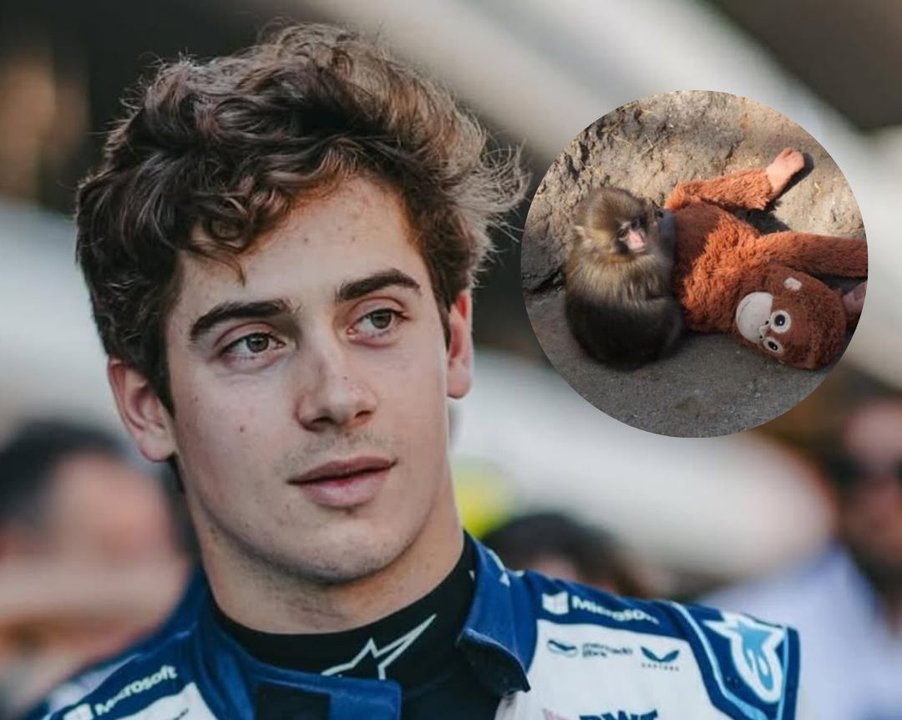 Quién es Punch, el mono viral que mencionó Colapinto en la previa del GP de Australia