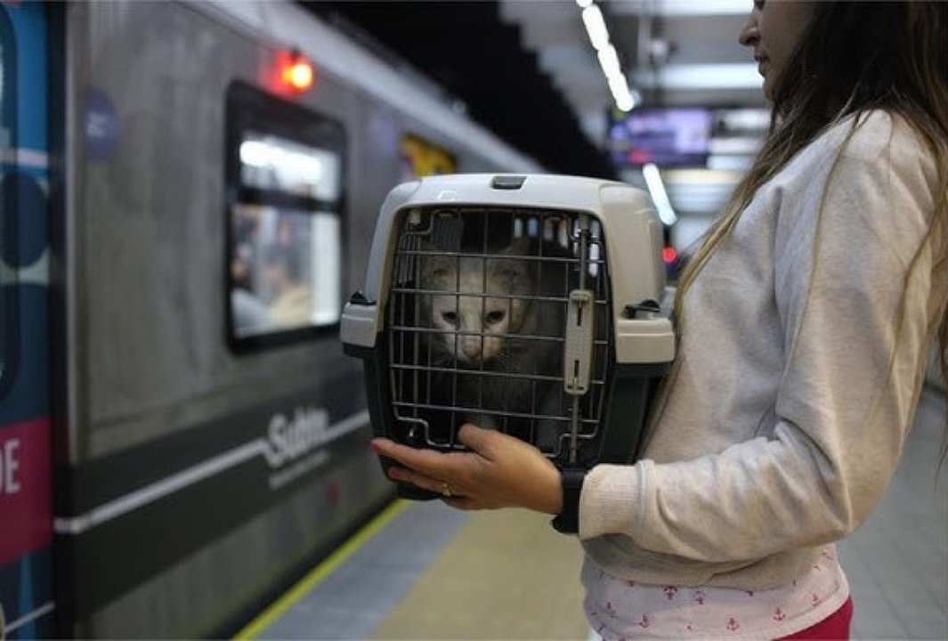 Subte en CABA: qué días se puede viajar con perros y gatos