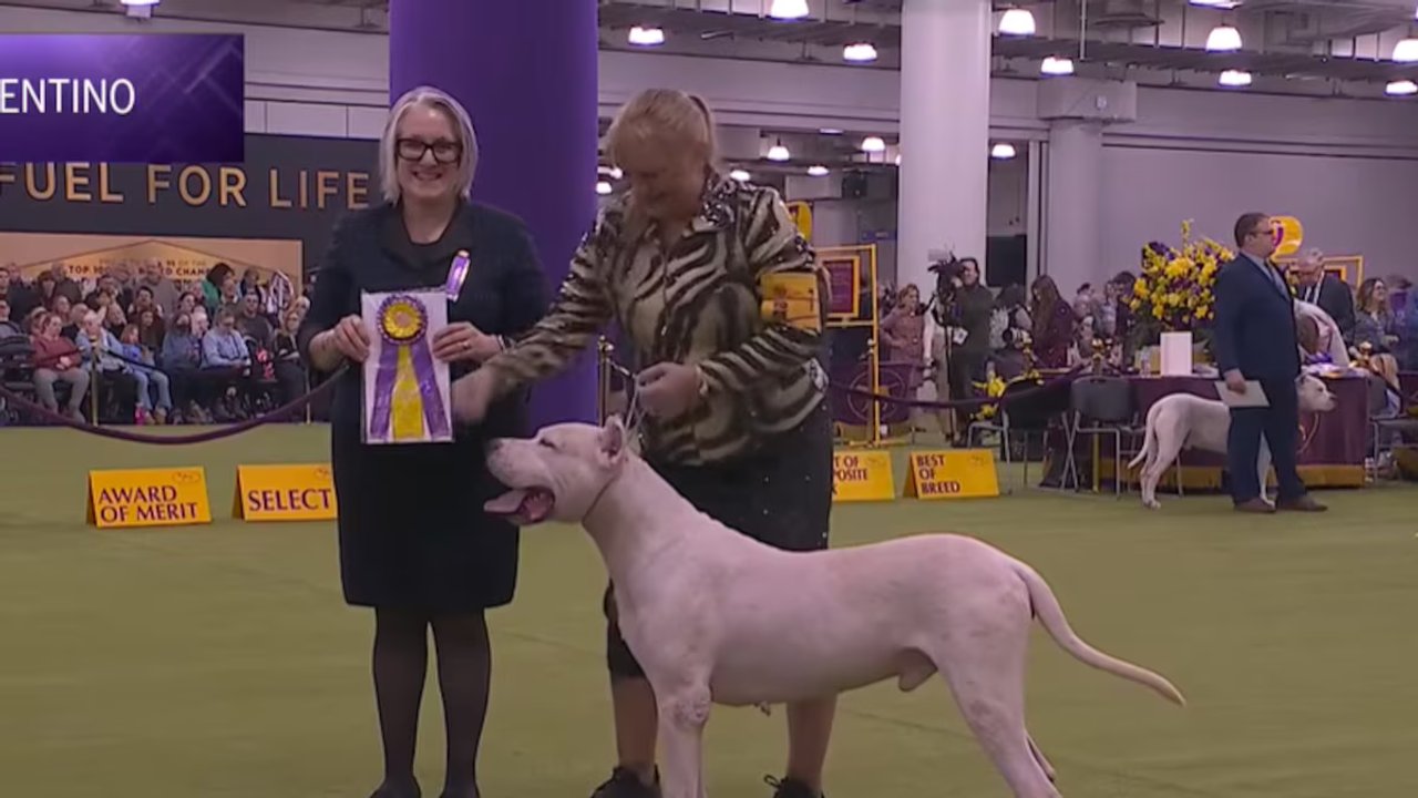 Toky: el dogo argentino que se transformó en un símbolo de los pocos diputados libertarios que presentaron algún proyecto