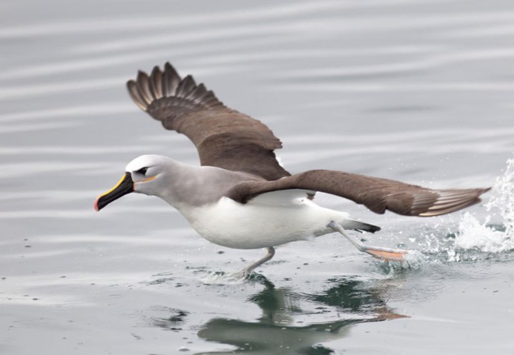 COP15: se debate en Brasil la protección de las especies migratorias