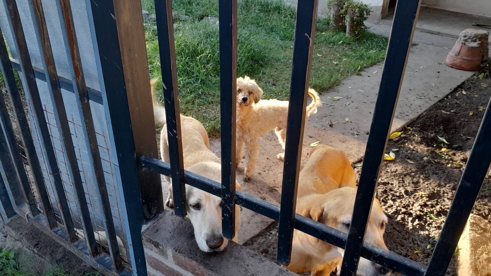 Rescatan tres perros de una vivienda de  Sinsacate