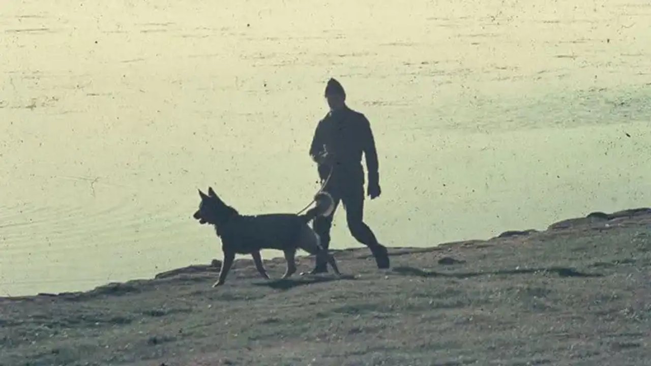 Mortero, el perro que se convirtió en símbolo de lealtad en Malvinas
