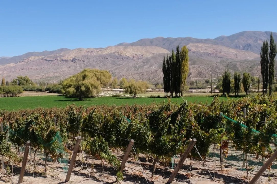 Rutas del vino: buscan potenciar el enoturismo en Jujuy