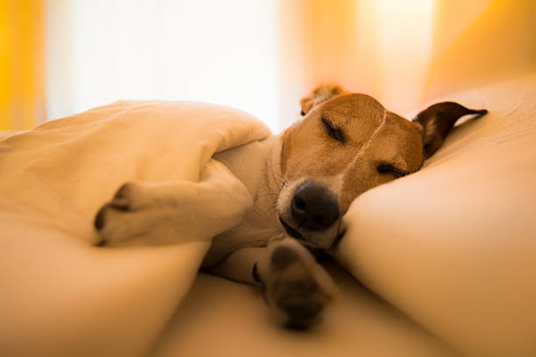 Por qué tu perro elige la almohada de tu cama para dormir según la psicología
