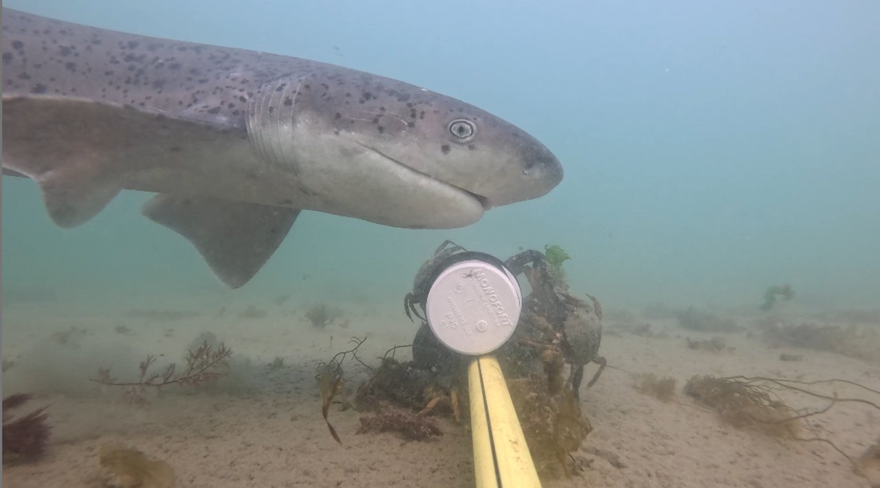 Ponen marcas a tiburones gatopardo en Chubut para conservar la especie: cómo reconocerlos