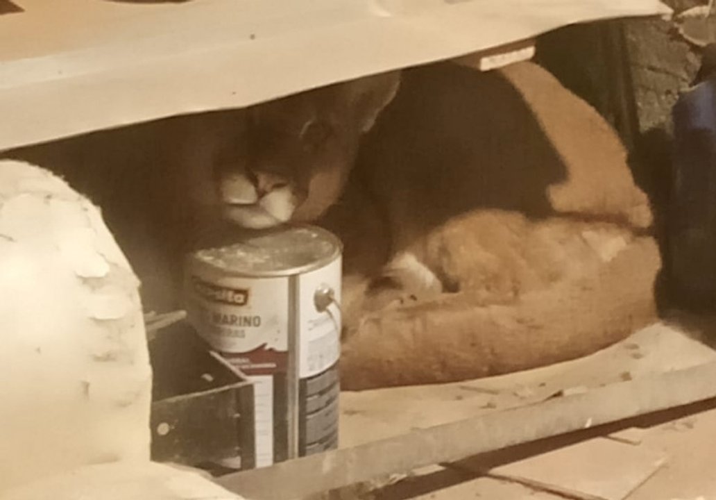 Un puma ingresó a un domicilio en Bariloche: cómo fue el rescate