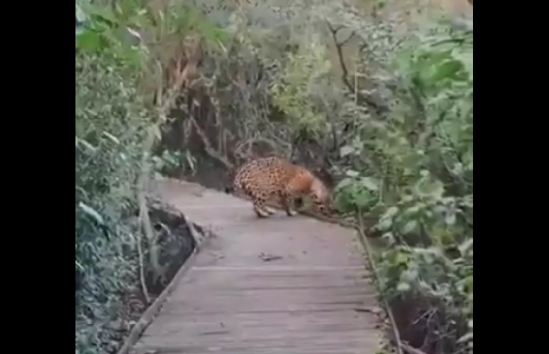 Video: por primera vez turistas logran filmar a un yaguareté a pocos metros en los Esteros del Iberá