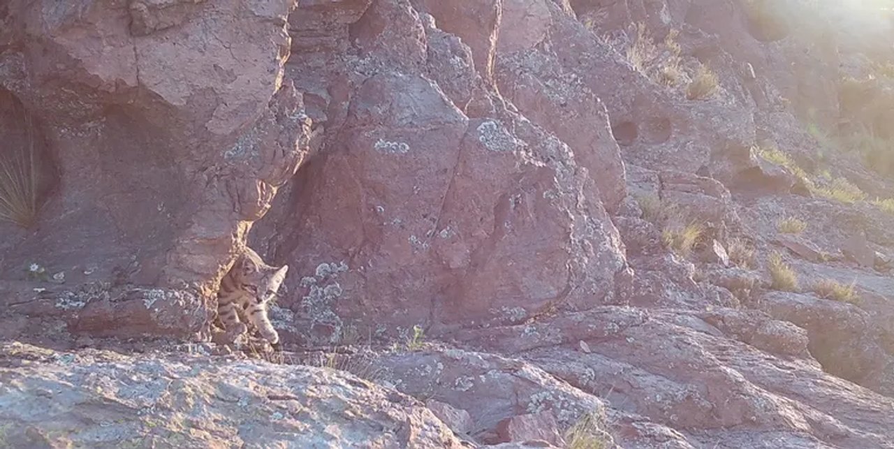 Logran fotografiar al “fantasma de los Andes”: uno de los animales más difíciles de ver