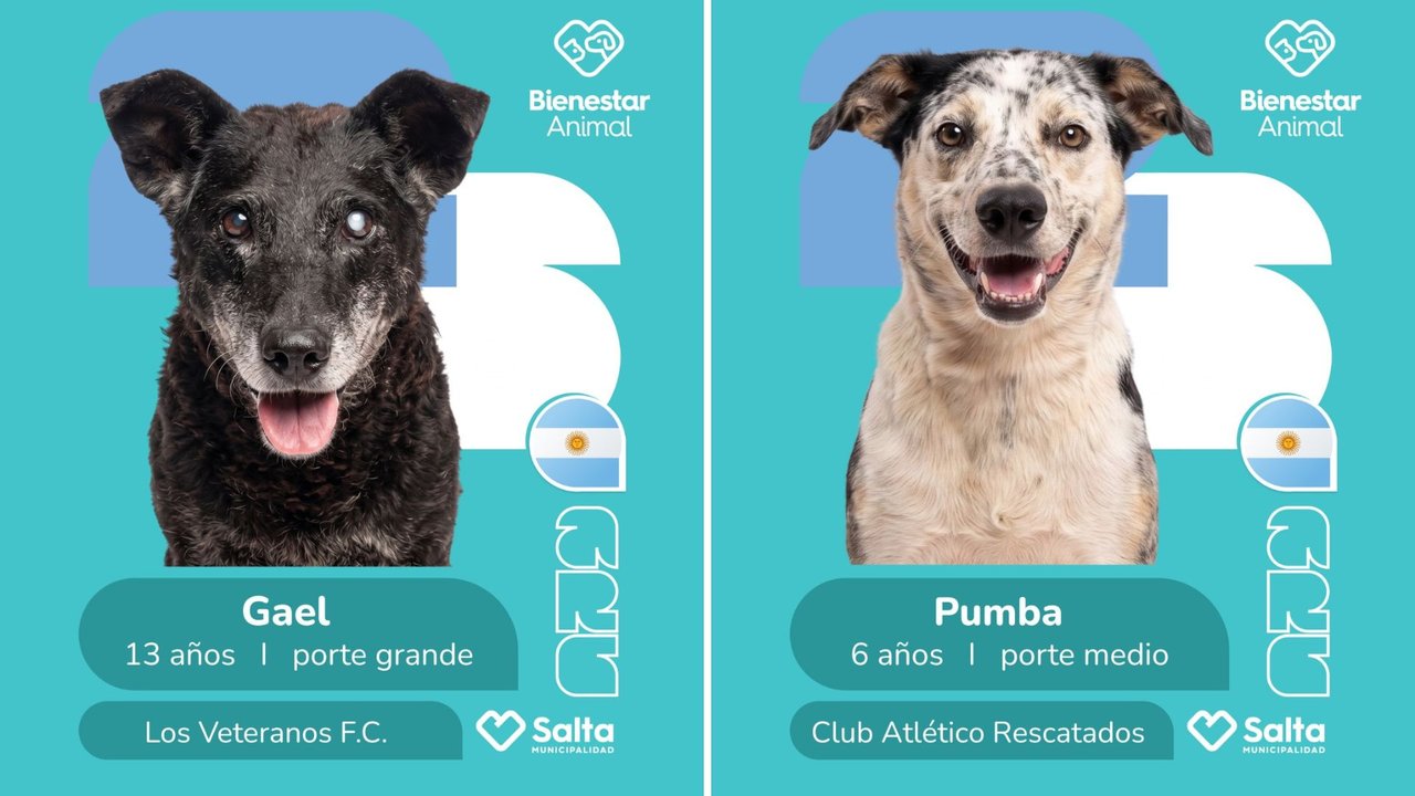 La campaña mundialista de Salta para la adopción de perros que es furor