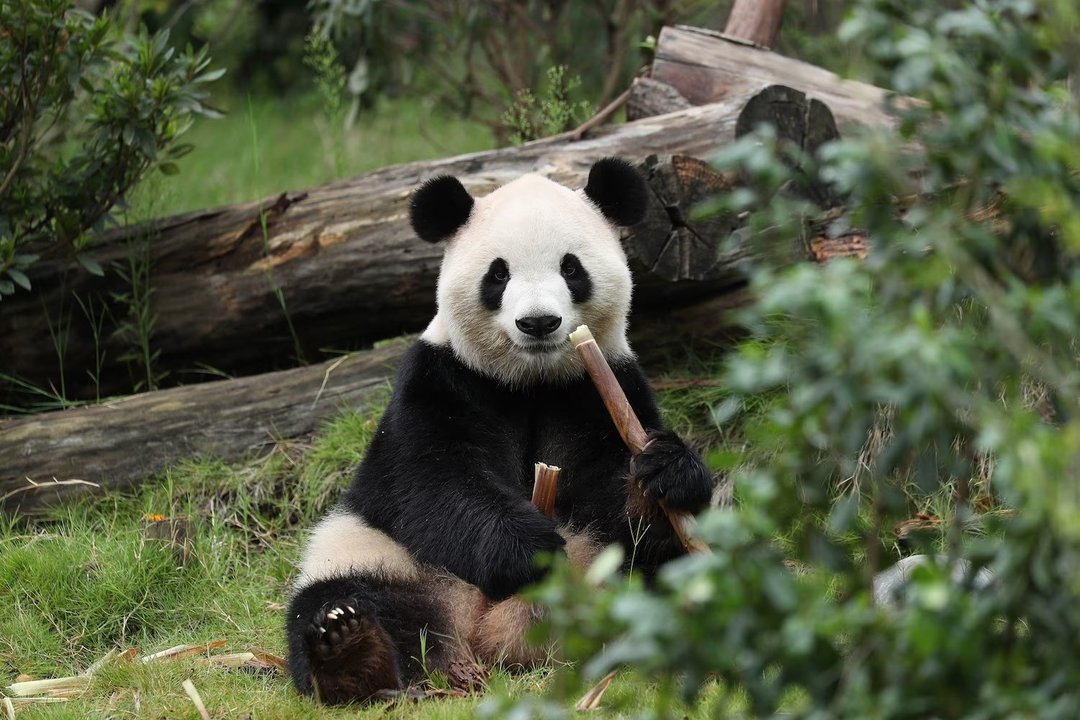 Dos pandas se preparan para viajar más de 12.000 kilómetros desde China a su nuevo hogar en Estados Unidos