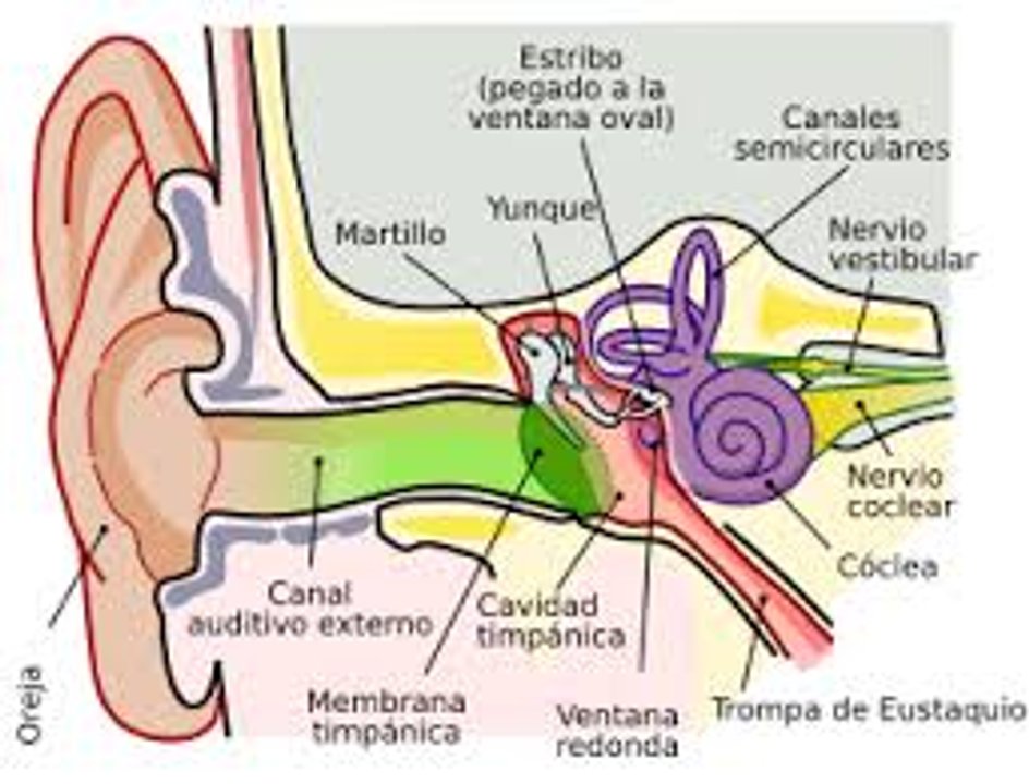 Médicos chinos realizan con éxito una cirugía de reparación del tímpano en Níger