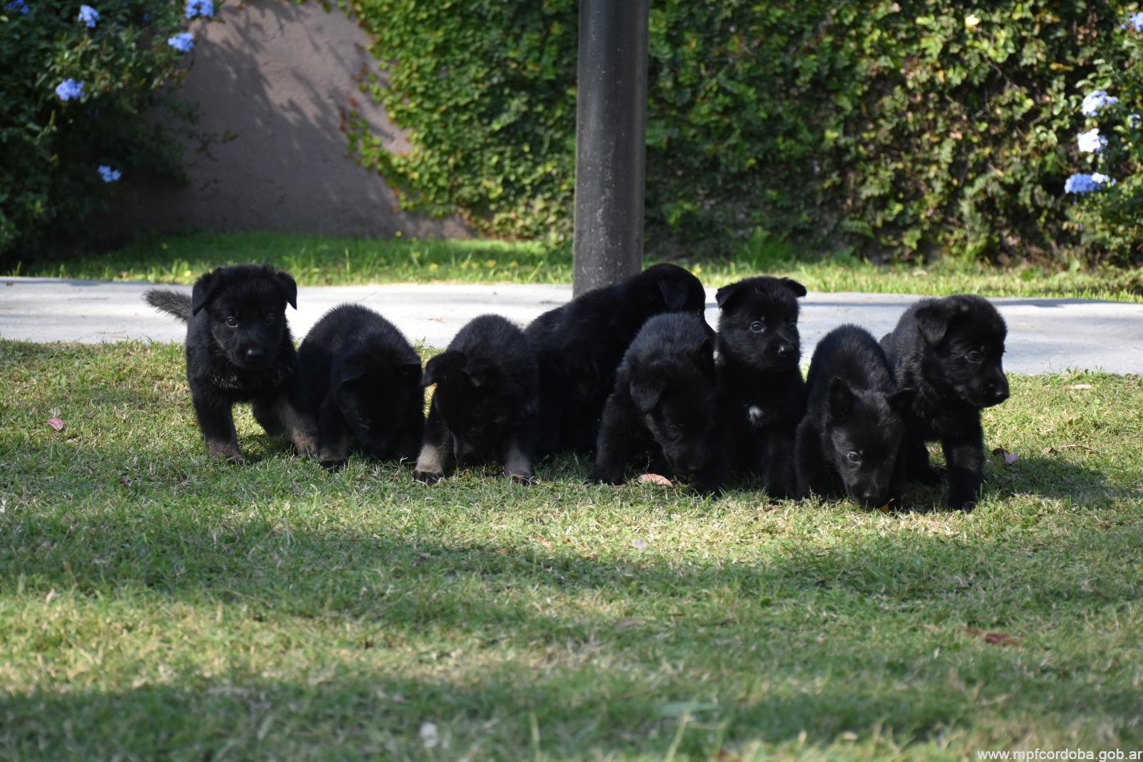 OCHO NUEVOS CACHORROS EN LA DIVISIÓN K-9 DE LA FPA