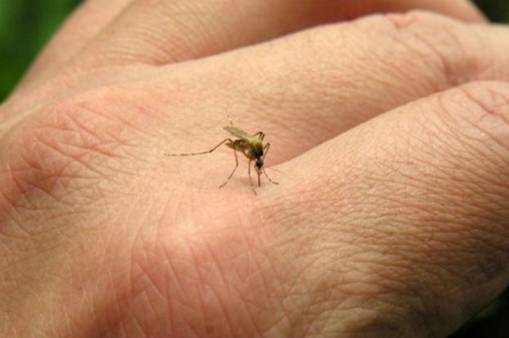 Fumigación por casos de dengue, en los barrios Florida Norte, San José Obrero y Vicente Agüero