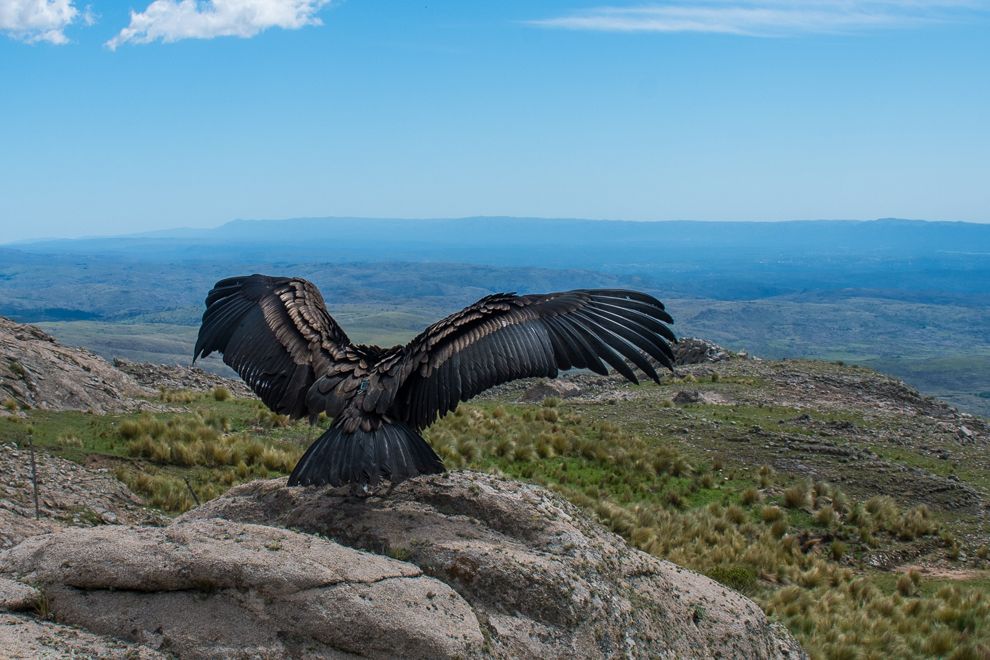 Seguimos el rastro de Carlita, la cóndor liberada en diciembre